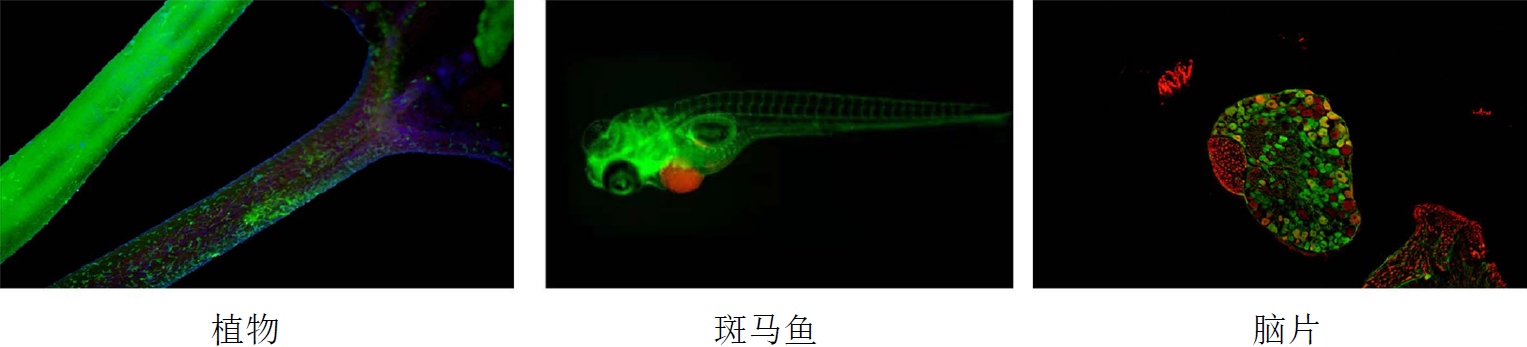 多種運用：.png